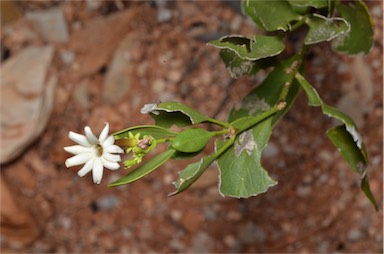 APII jpeg image of Jasminum calcareum  © contact APII