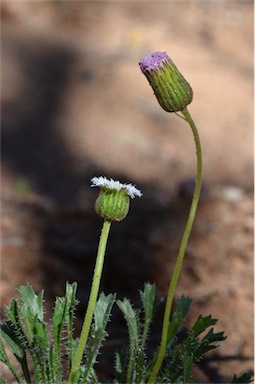 APII jpeg image of Ixiochlamys cuneifolia  © contact APII