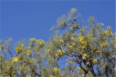 APII jpeg image of Hakea divaricata  © contact APII