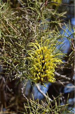 APII jpeg image of Hakea divaricata  © contact APII