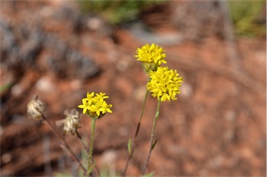 APII jpeg image of Schoenia ayersii  © contact APII