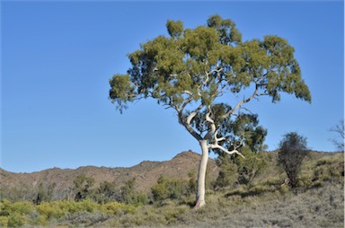 APII jpeg image of Corymbia aparrerinja  © contact APII