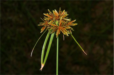 APII jpeg image of Cyperus vaginatus  © contact APII