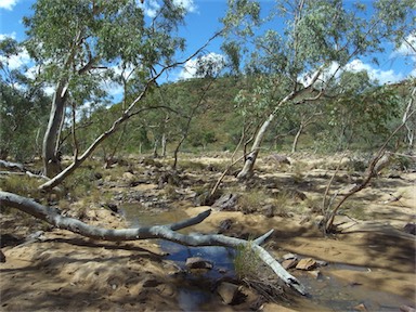 APII jpeg image of Eucalyptus camaldulensis  © contact APII