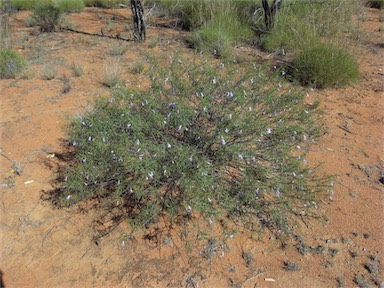 APII jpeg image of Eremophila gilesii subsp. gilesii  © contact APII