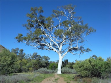 APII jpeg image of Corymbia aparrerinja  © contact APII