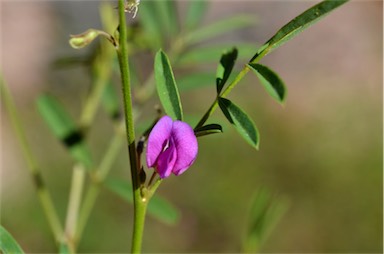 APII jpeg image of Tephrosia sp. Granite (P.K.Latz 12116) Cowie  © contact APII