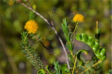 APII jpeg image of Acacia spondylophylla  © contact APII