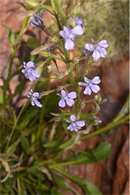 APII jpeg image of Goodenia ramelii  © contact APII