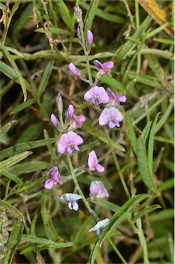 APII jpeg image of Glycine canescens  © contact APII