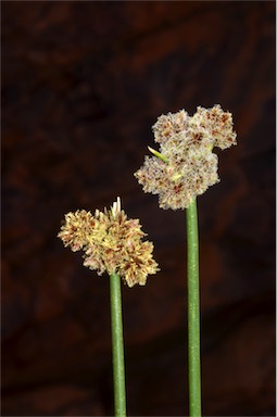 APII jpeg image of Cyperus gymnocaulos  © contact APII