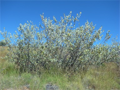 APII jpeg image of Grevillea wickhamii subsp. aprica  © contact APII