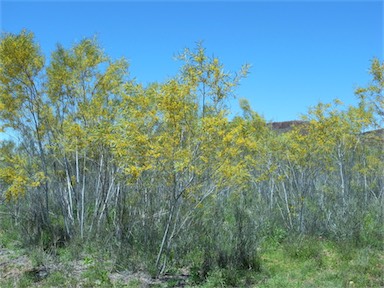 APII jpeg image of Acacia murrayana  © contact APII