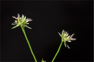 APII jpeg image of Juncus bulbosus  © contact APII