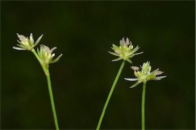 APII jpeg image of Juncus bulbosus  © contact APII