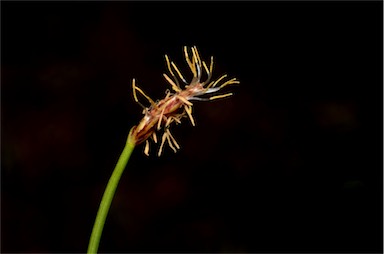 APII jpeg image of Eleocharis atricha  © contact APII