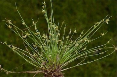 APII jpeg image of Isolepis multicaulis  © contact APII