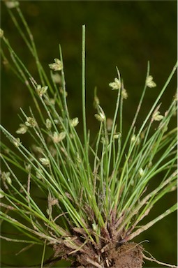 APII jpeg image of Isolepis multicaulis  © contact APII