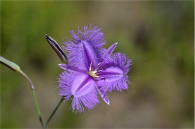 APII jpeg image of Thysanotus tuberosus subsp. tuberosus  © contact APII