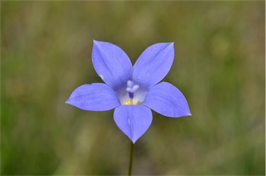 APII jpeg image of Wahlenbergia stricta subsp. stricta  © contact APII