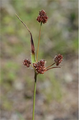 APII jpeg image of Luzula densiflora  © contact APII