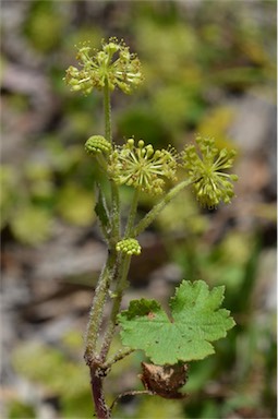 APII jpeg image of Hydrocotyle laxiflora  © contact APII