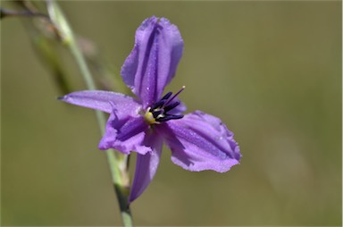 APII jpeg image of Arthropodium fimbriatum  © contact APII