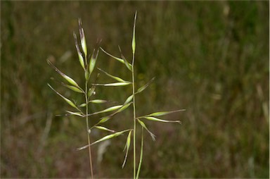 APII jpeg image of Rytidosperma caespitosum  © contact APII