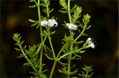 APII jpeg image of Asperula conferta  © contact APII