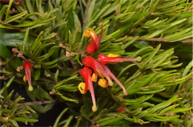 APII jpeg image of Grevillea 'Bonny Prince Charlie'  © contact APII