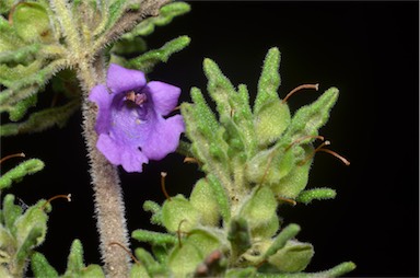 APII jpeg image of Prostanthera sp.  © contact APII