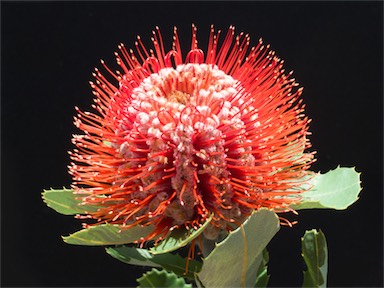 APII jpeg image of Banksia coccinea  © contact APII