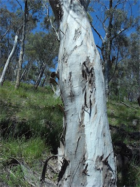 APII jpeg image of Eucalyptus polyanthemos  © contact APII