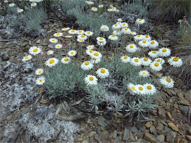 APII jpeg image of Leucochrysum alpinum  © contact APII