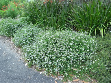 APII jpeg image of Scaevola albida  © contact APII