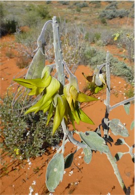 APII jpeg image of Crotalaria cunninghamii subsp. sturtii  © contact APII