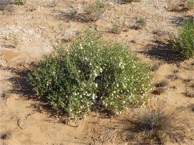 APII jpeg image of Scaevola collaris  © contact APII