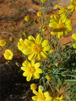 APII jpeg image of Senecio gregorii  © contact APII