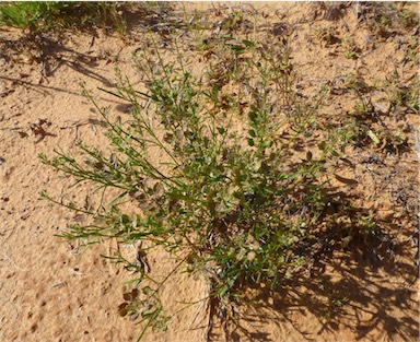 APII jpeg image of Lepidium phlebopetalum  © contact APII