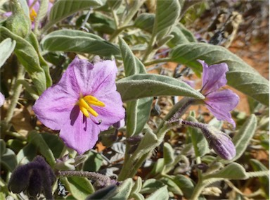 APII jpeg image of Solanum ellipticum  © contact APII