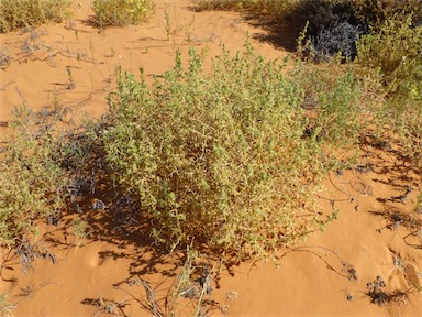 APII jpeg image of Salsola australis  © contact APII