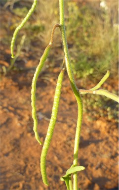 APII jpeg image of Blennodia pterosperma  © contact APII