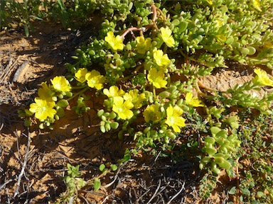 APII jpeg image of Portulaca intraterranea  © contact APII