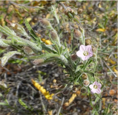 APII jpeg image of Convolvulus clementii  © contact APII