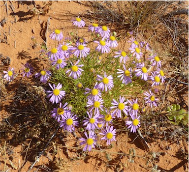 APII jpeg image of Brachyscome iberidifolia  © contact APII