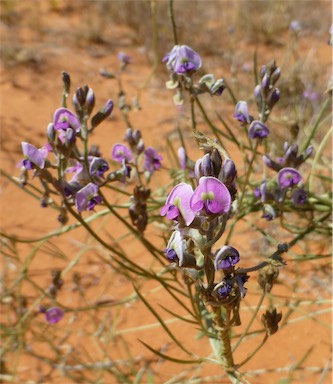 APII jpeg image of Glycine canescens  © contact APII