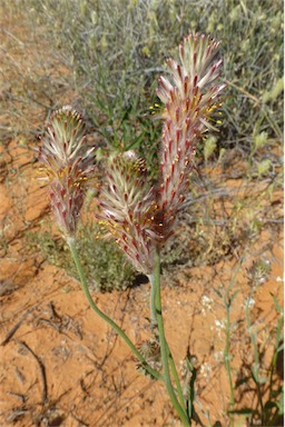 APII jpeg image of Ptilotus polystachyus  © contact APII