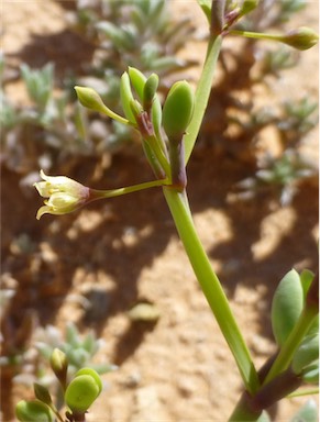 APII jpeg image of Zygophyllum compressum  © contact APII