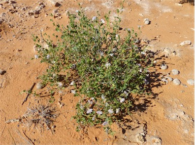 APII jpeg image of Scaevola parvibarbata  © contact APII