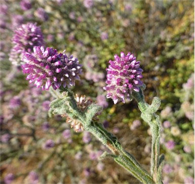 APII jpeg image of Pterocaulon sphacelatum  © contact APII